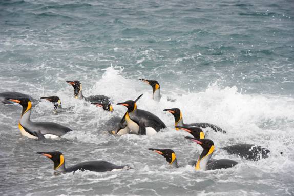 Pinguins rei saem do mar em Salisbury Plain, na Geórgia do Sul (foto de Vladimir Seliverstov)